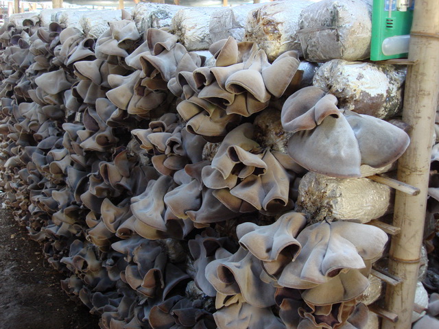 黑(hēi)木(mù)耳